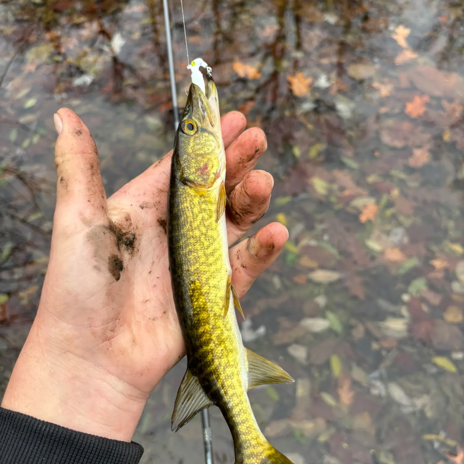 The most recent Grass pickerel catches on Fishbrain