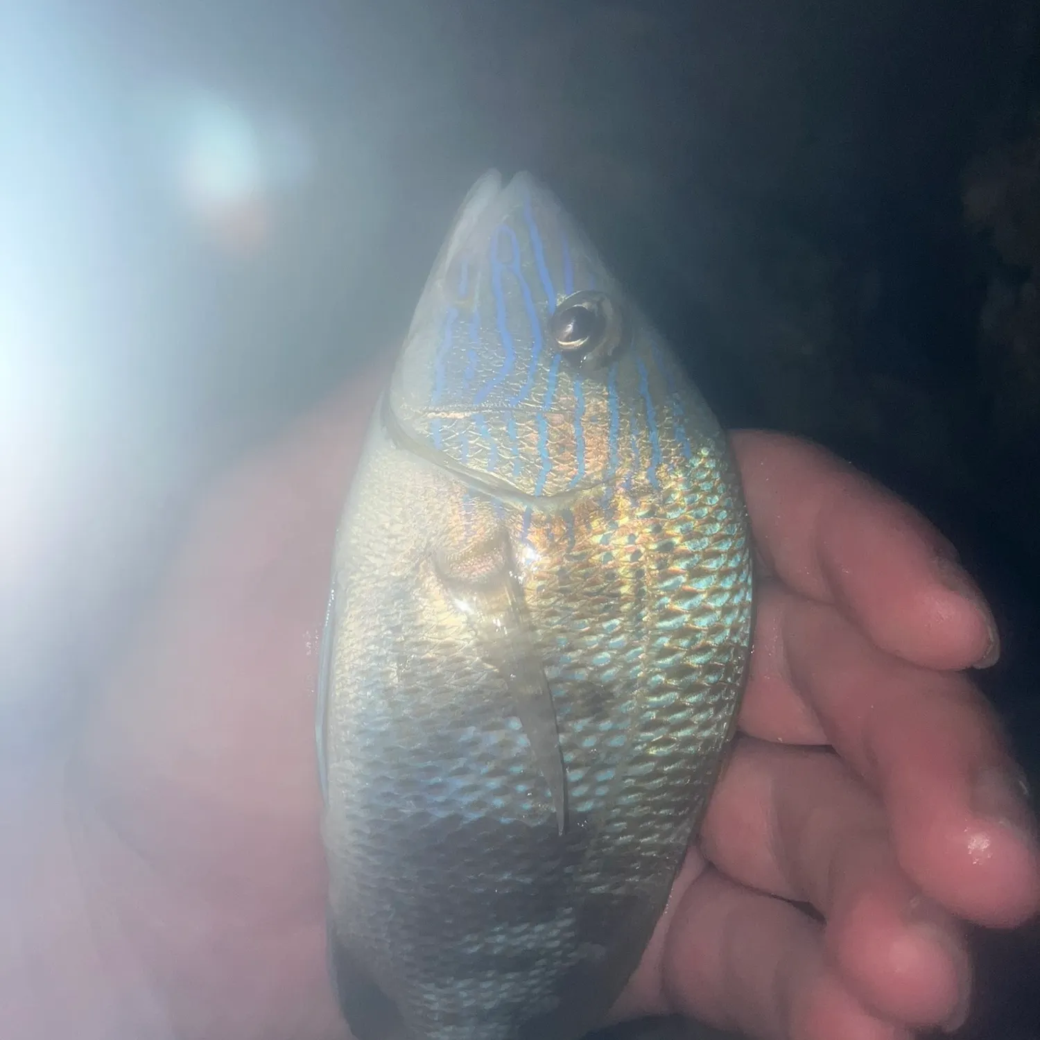 The most recent White grunt catches on Fishbrain