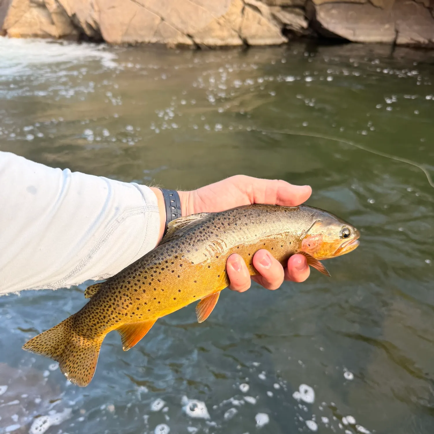 Cutthroat trout caught on Fishbrain