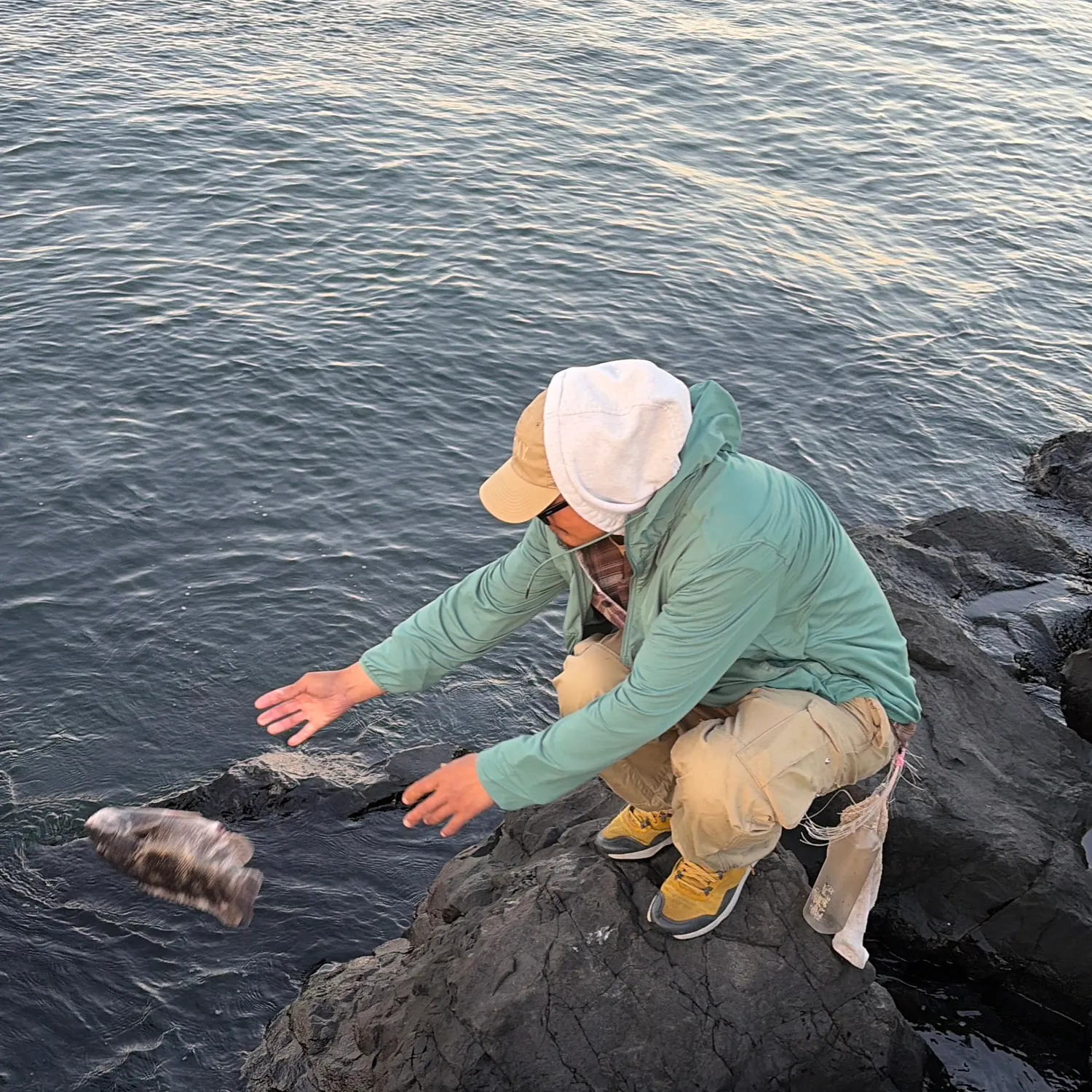Tautog caught on Fishbrain