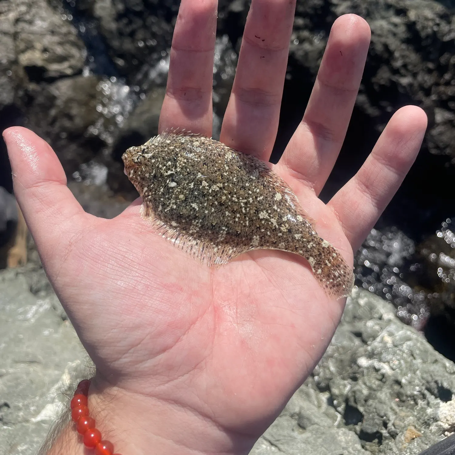 Pacific sanddab caught on Fishbrain
