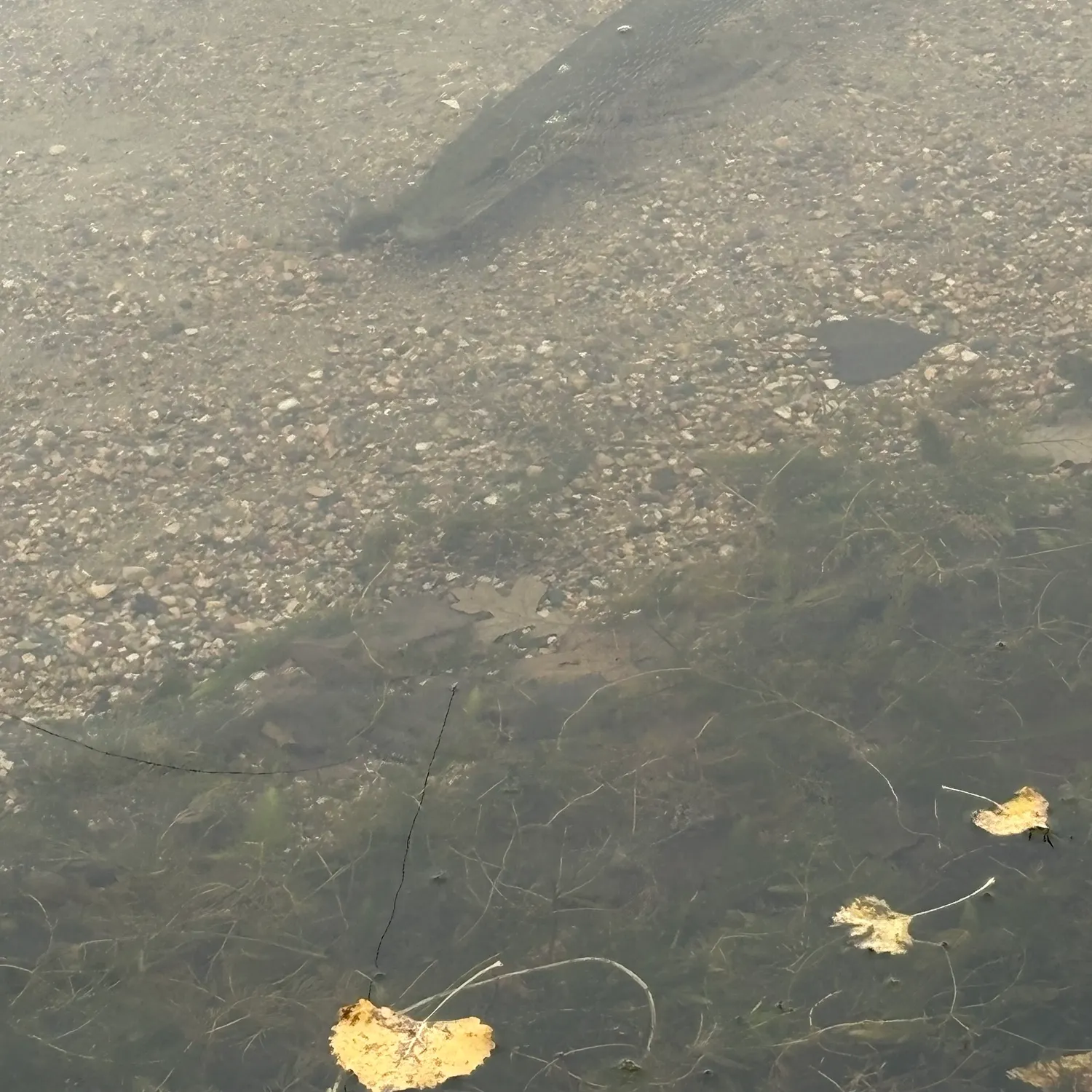 Northern pike caught on Fishbrain