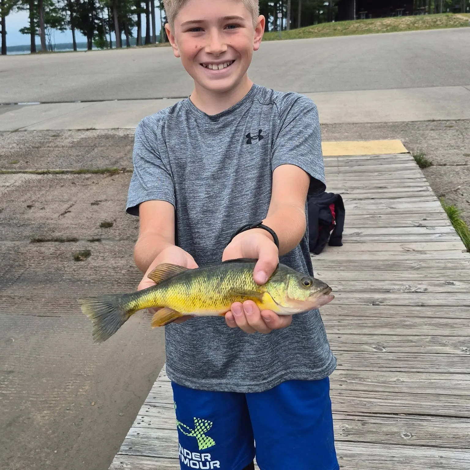 Yellow perch caught on Fishbrain