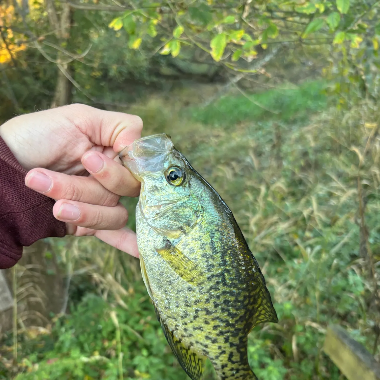 The most recent Magnolia crappie catches on Fishbrain