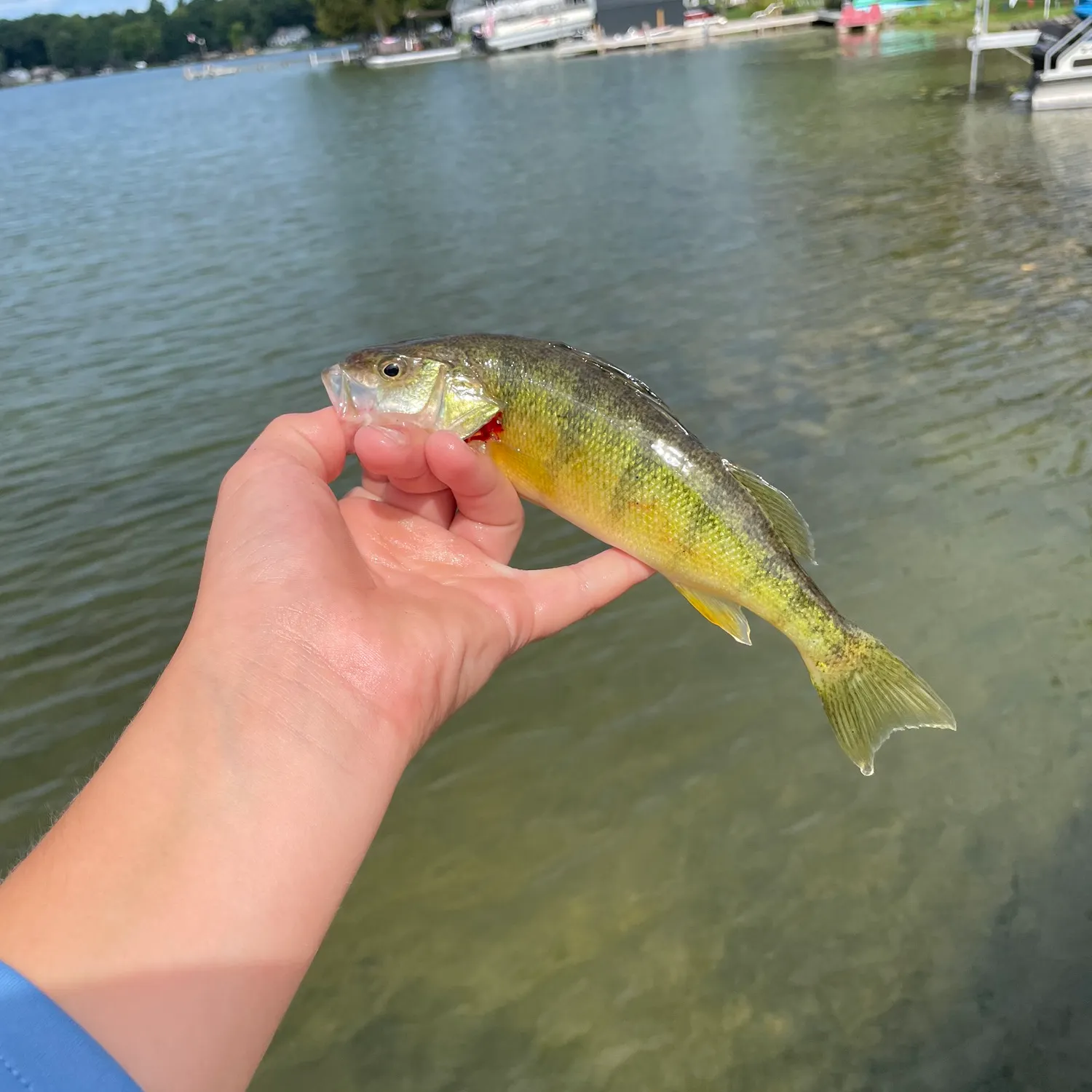 Yellow perch caught on Fishbrain