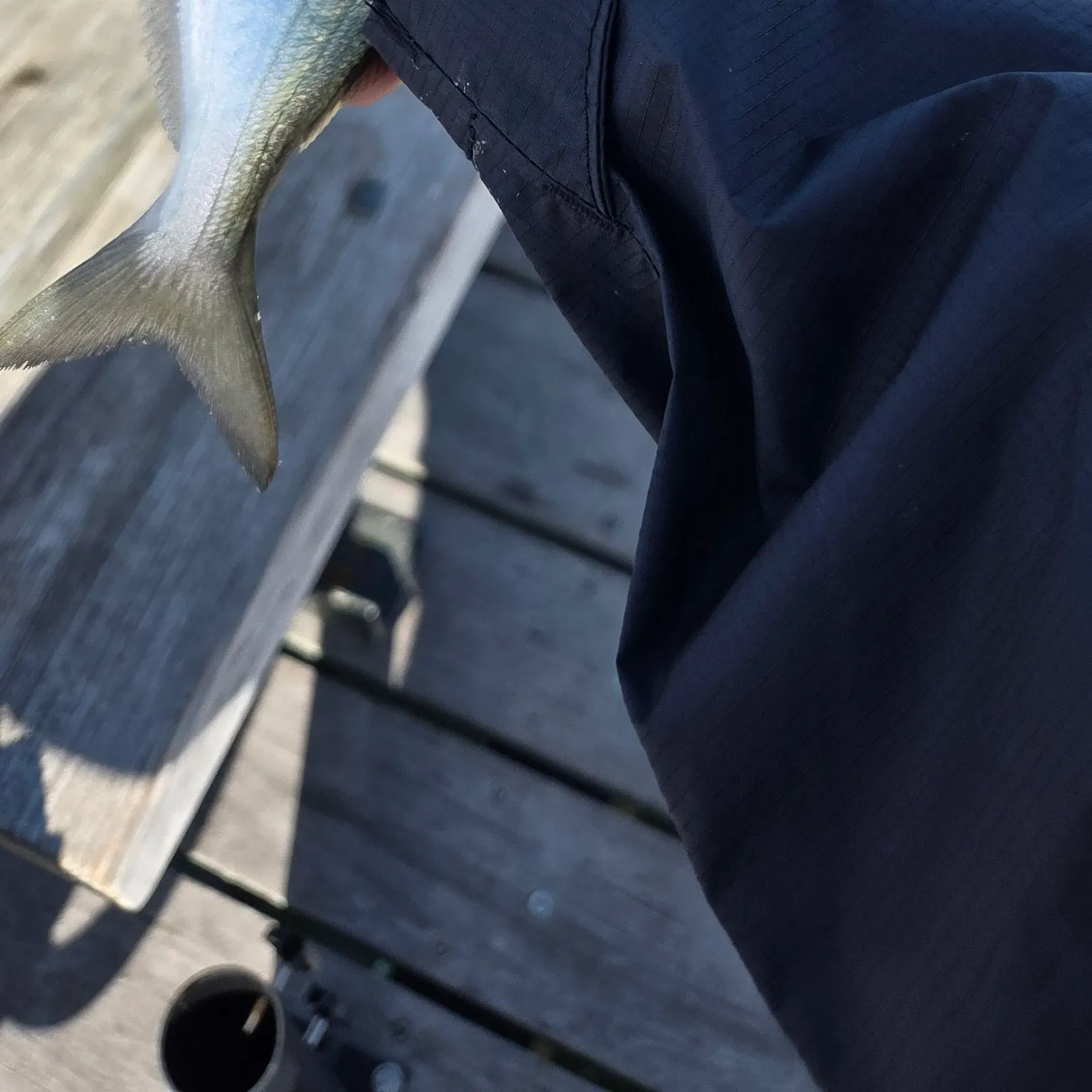Bluefish caught on Fishbrain