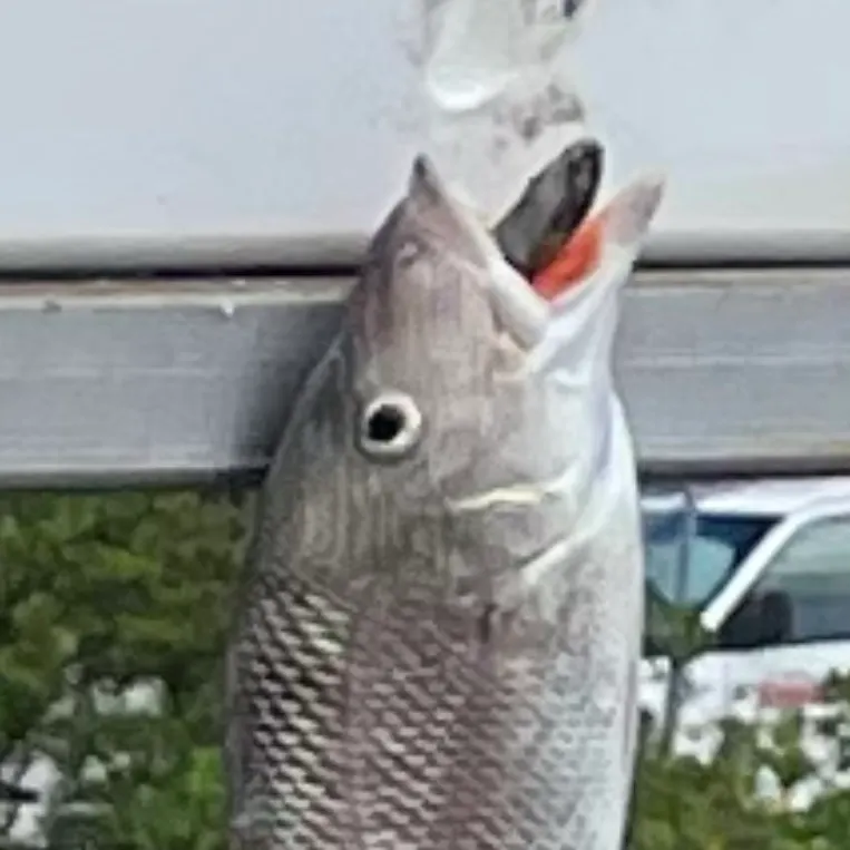 White grunt caught on Fishbrain