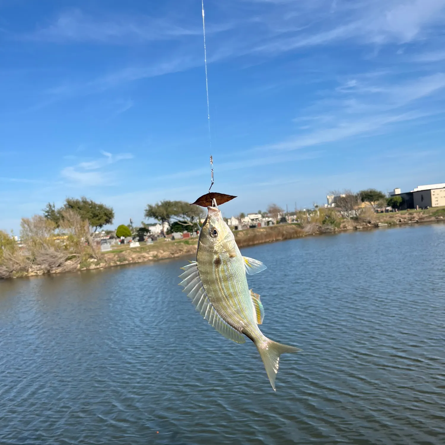 The most recent Pinfish catches on Fishbrain
