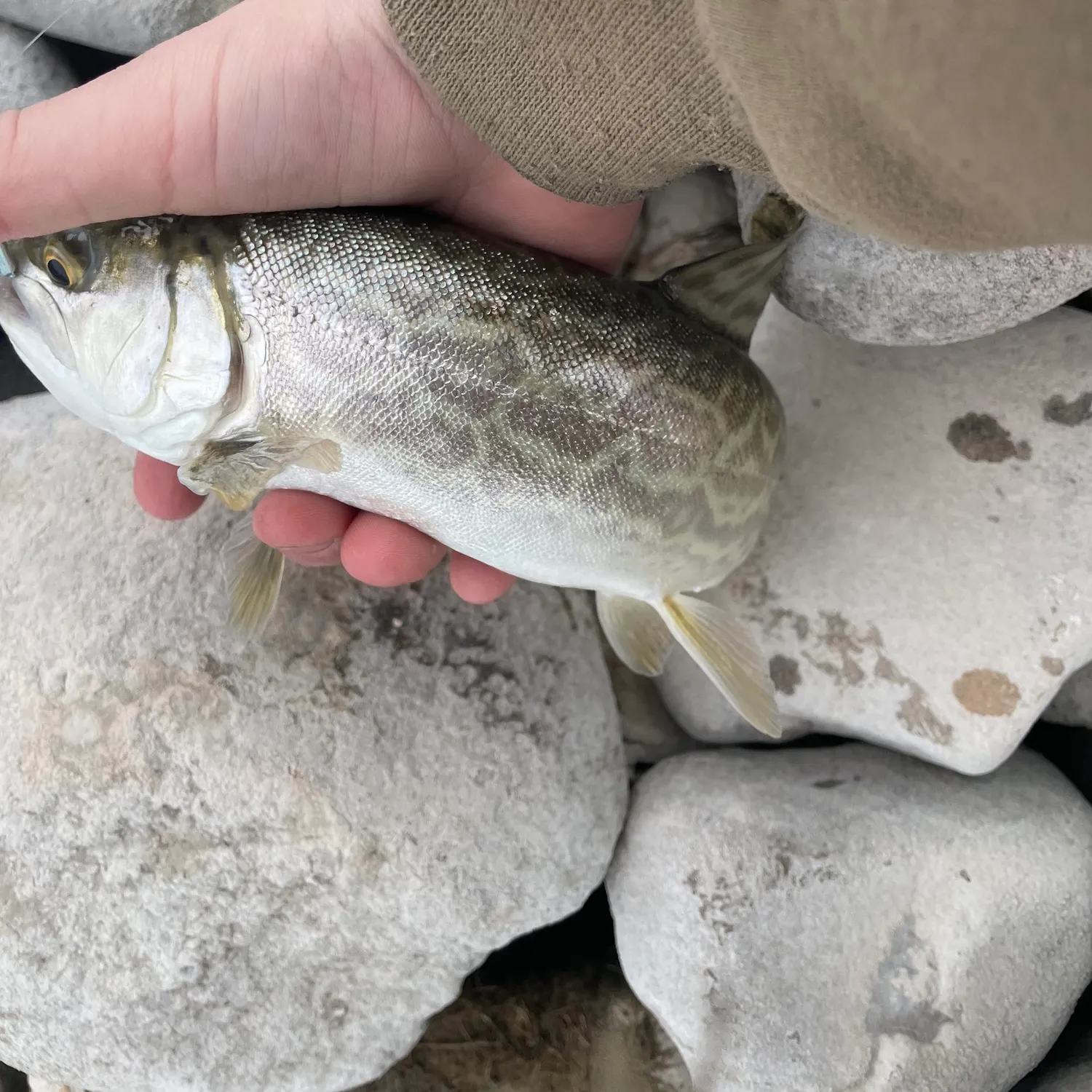 Tiger trout caught on Fishbrain
