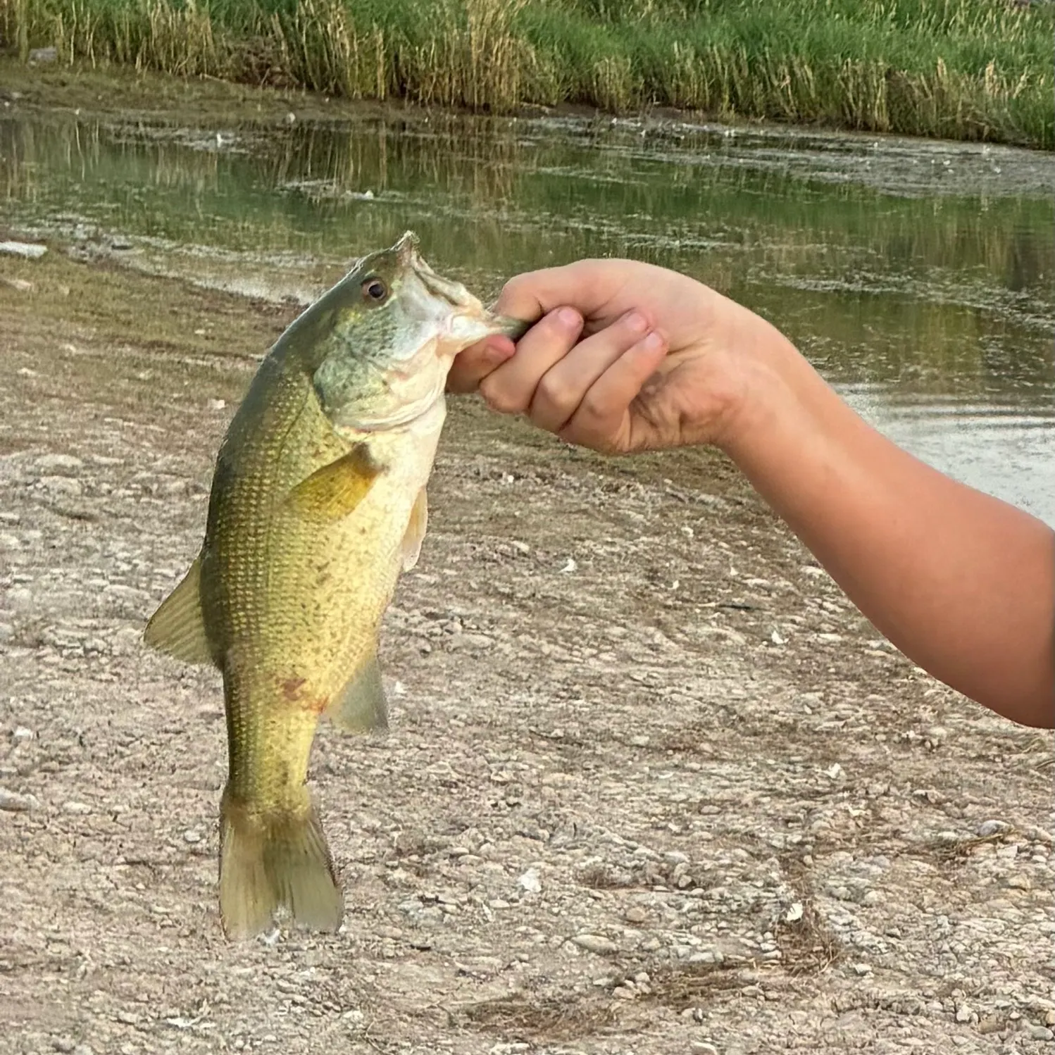 Fish caught on Fishbrain