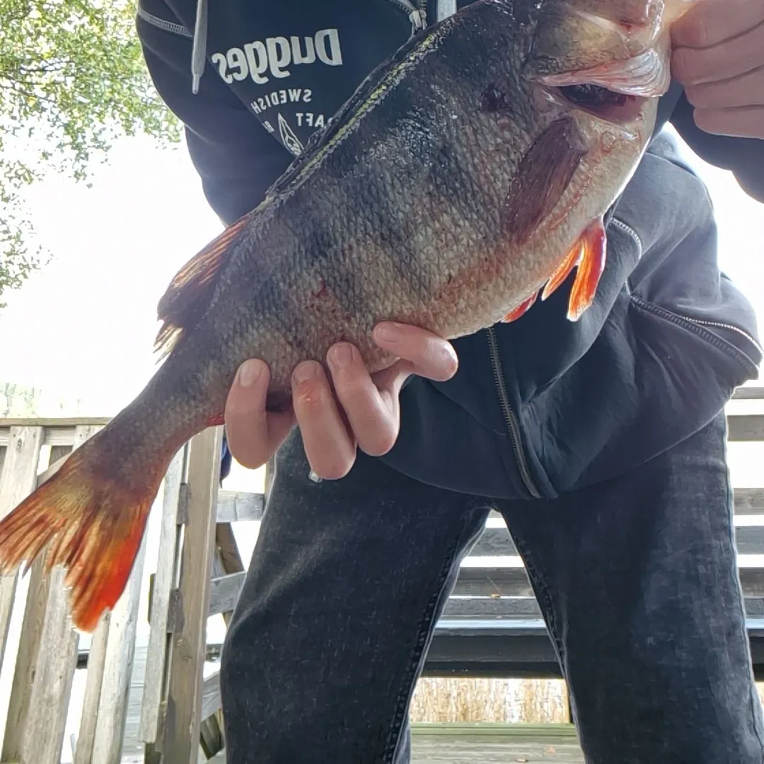 European perch caught on Fishbrain