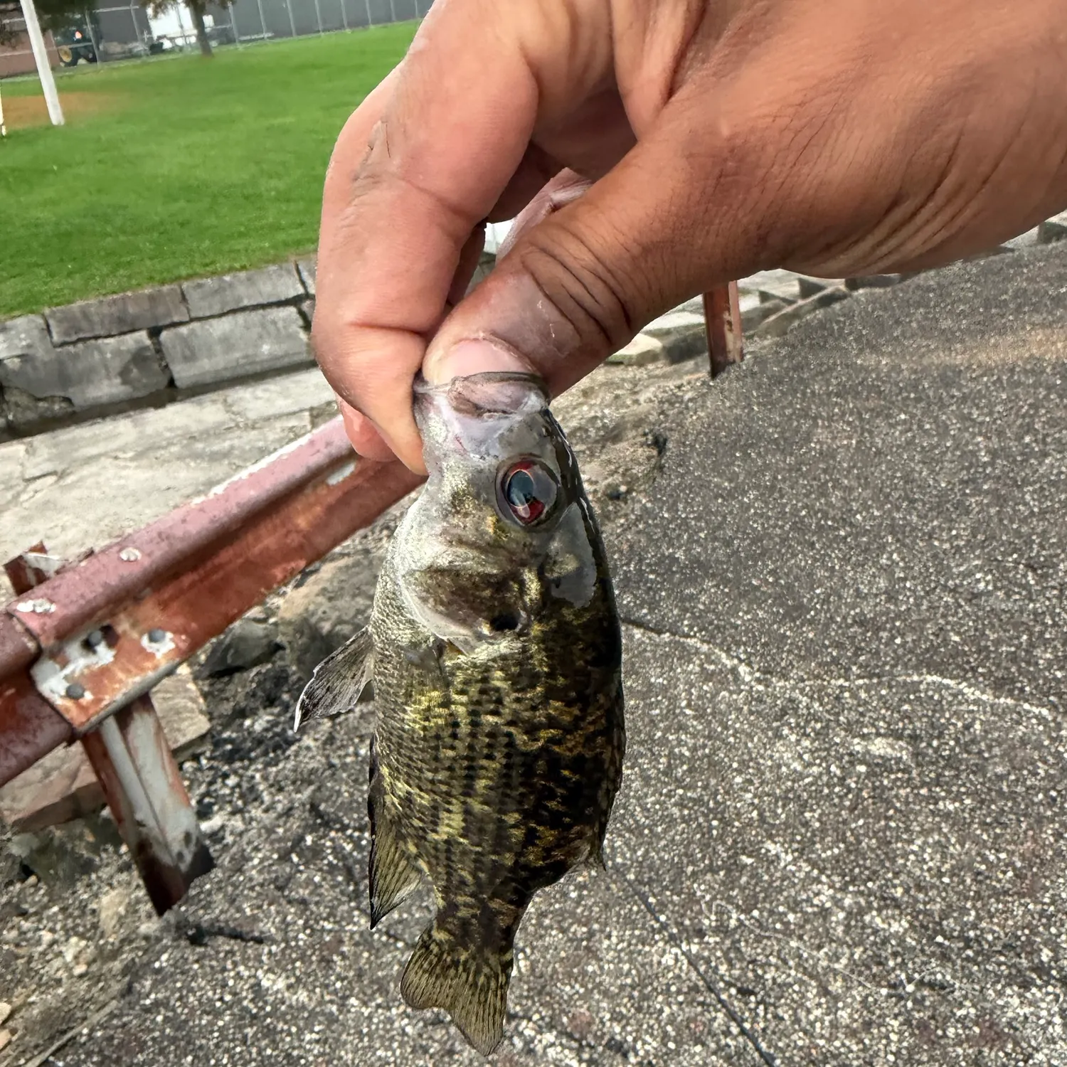 Rock bass caught on Fishbrain