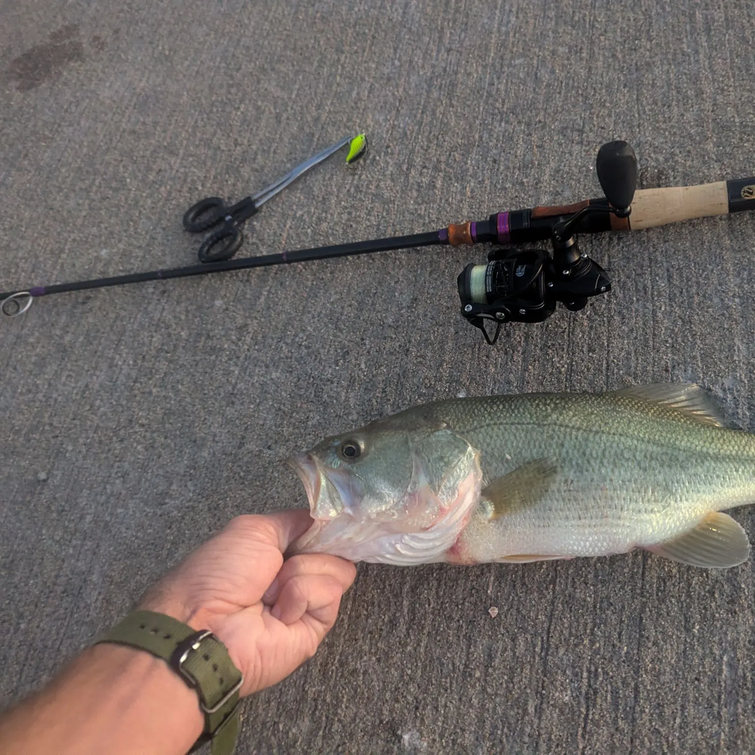 Largemouth bass caught on Fishbrain
