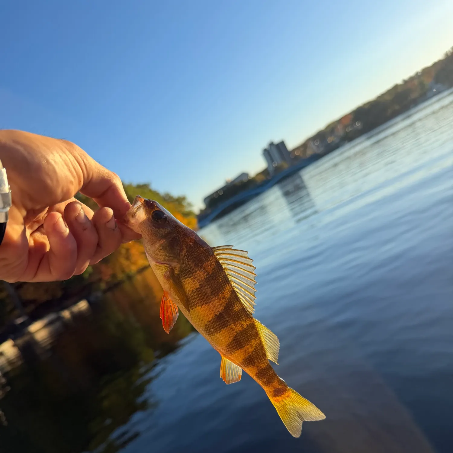 Yellow perch caught on Fishbrain