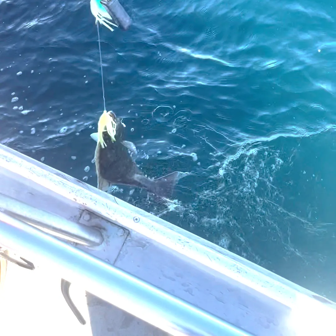 Pacific halibut caught on Fishbrain