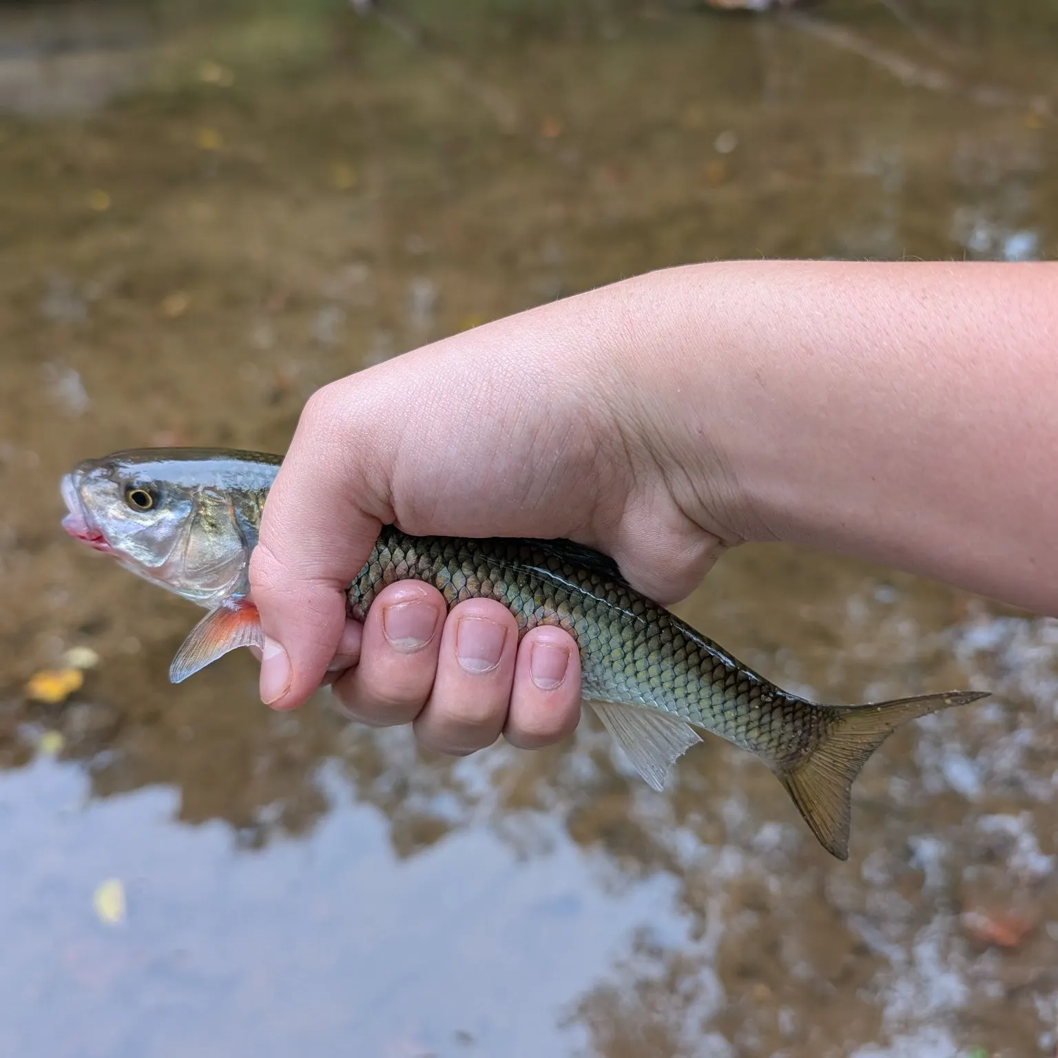 Fallfish caught on Fishbrain