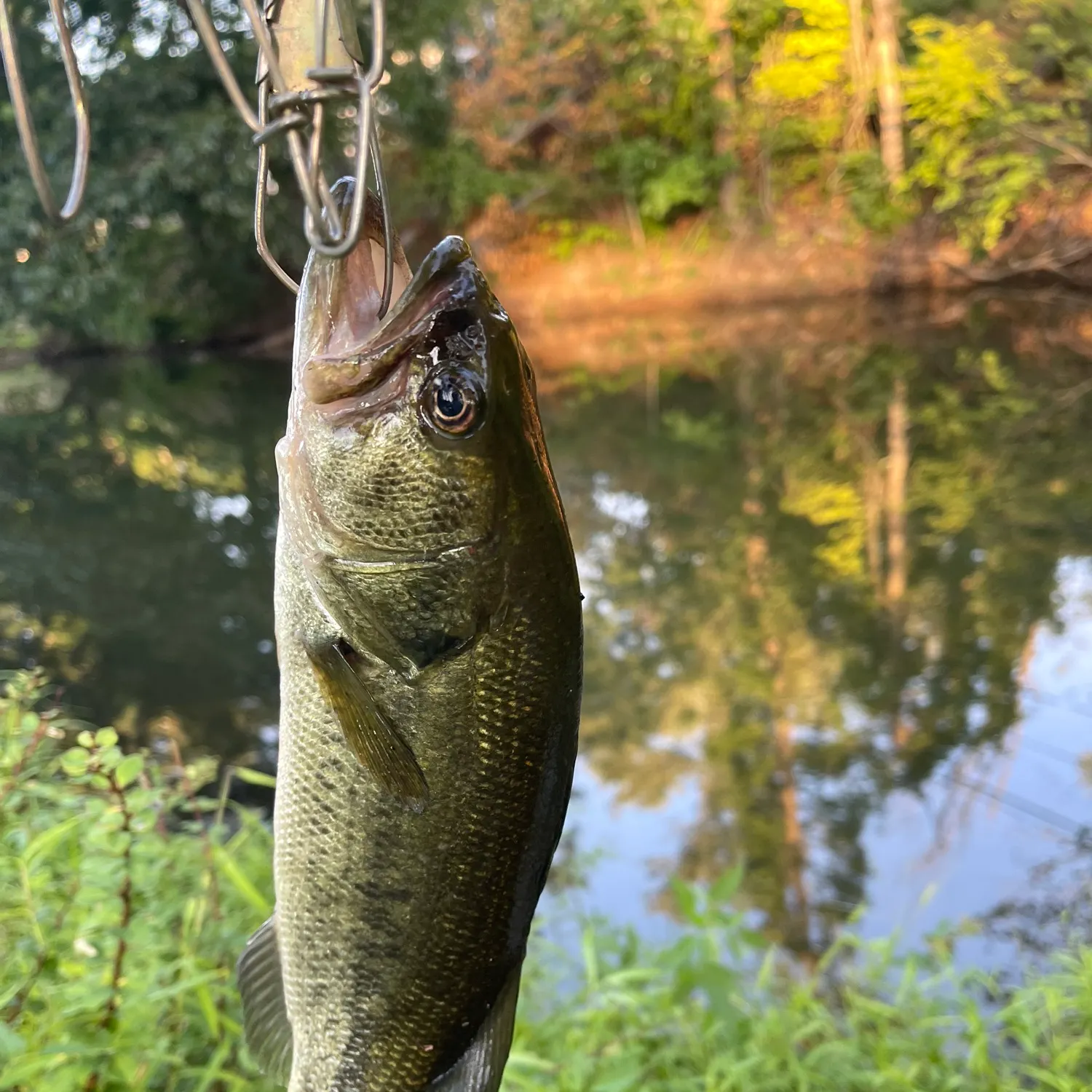 Fish caught on Fishbrain