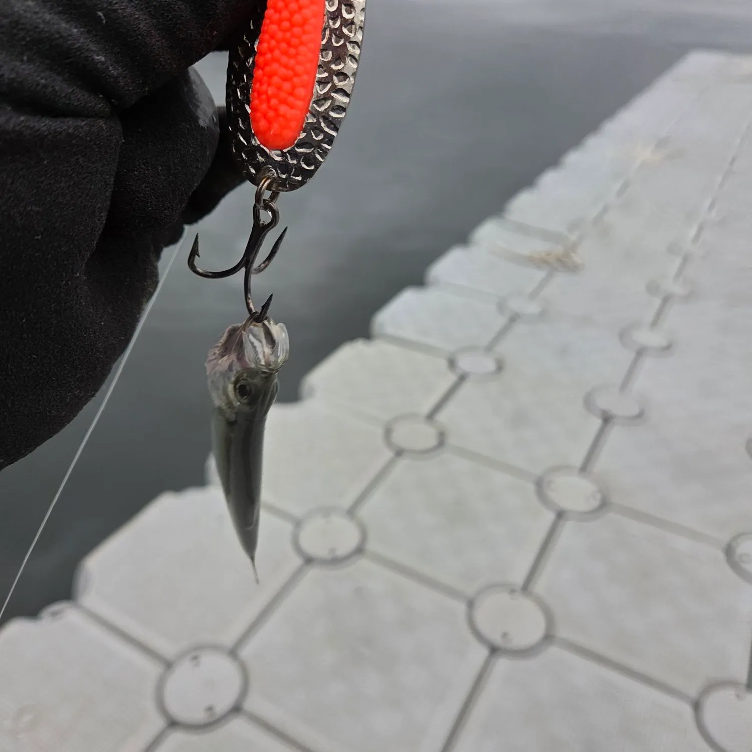 The most recent Pacific herring catches on Fishbrain