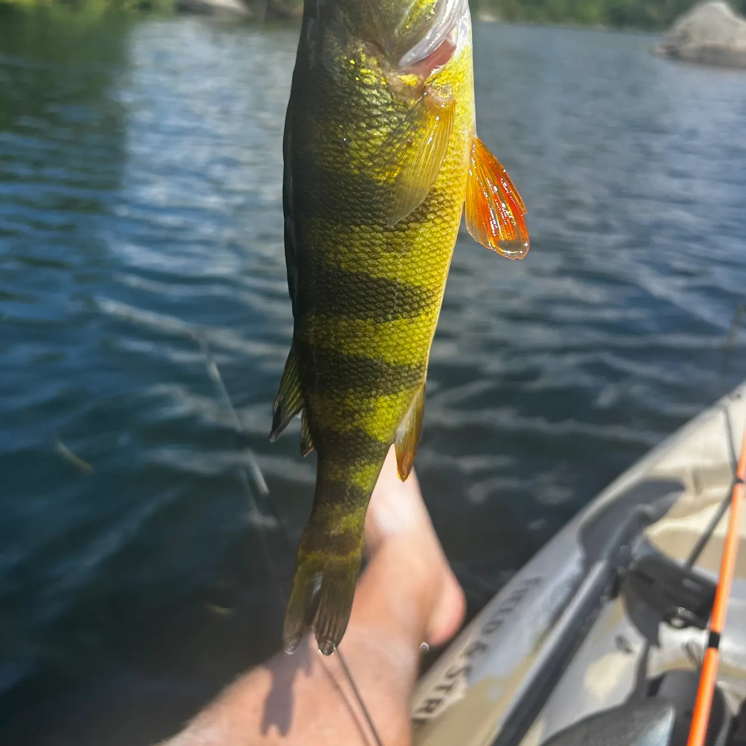 Yellow perch caught on Fishbrain