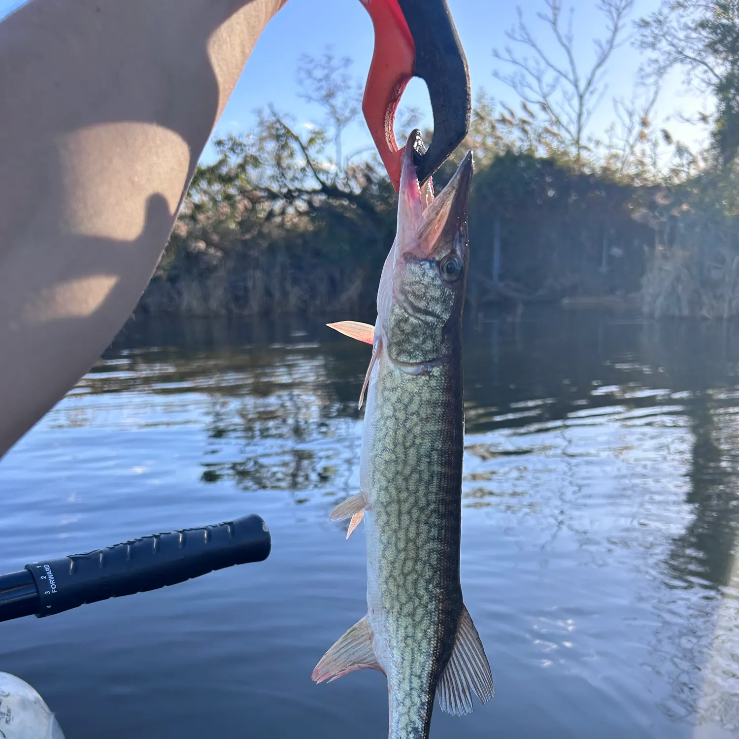 Chain pickerel caught on Fishbrain