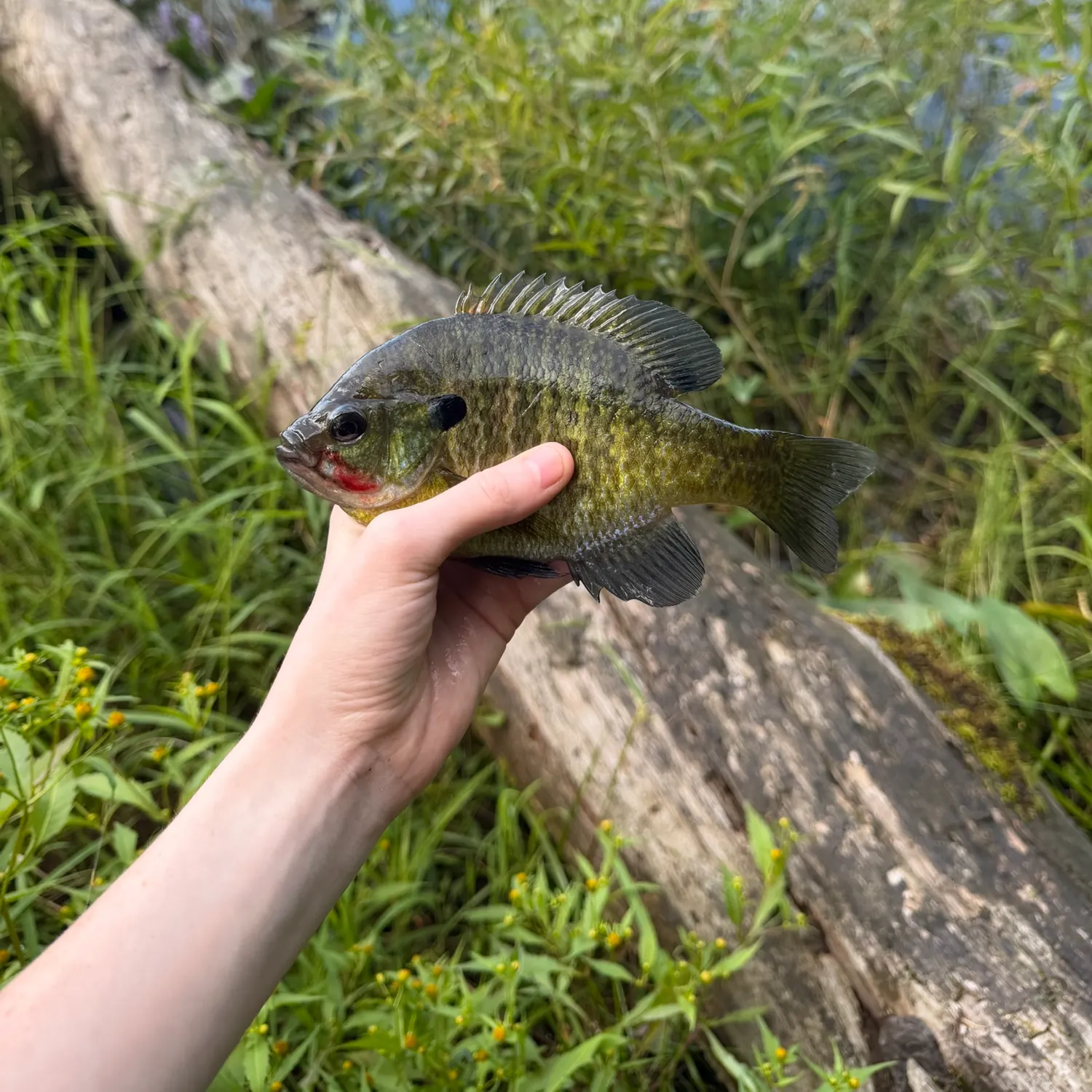 Bluegill caught on Fishbrain
