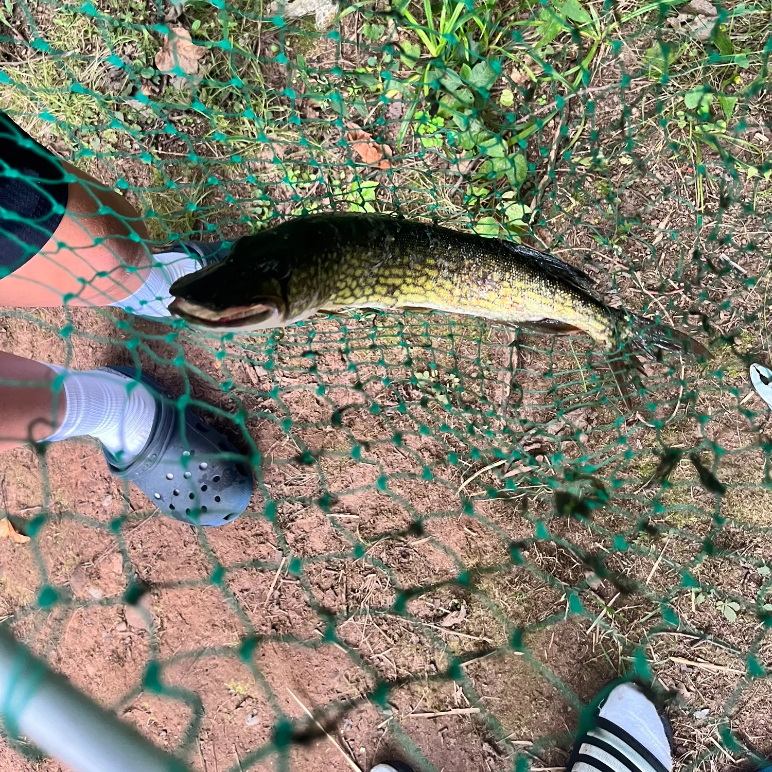 Chain pickerel caught on Fishbrain