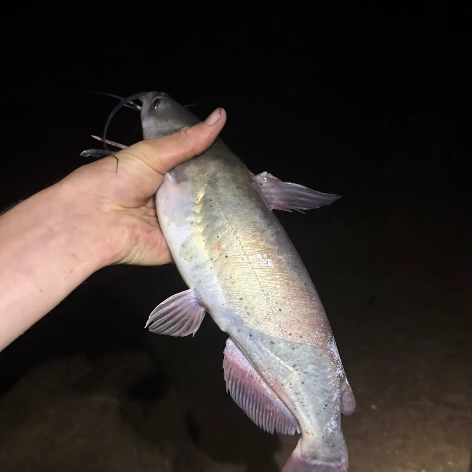 Channel catfish caught on Fishbrain