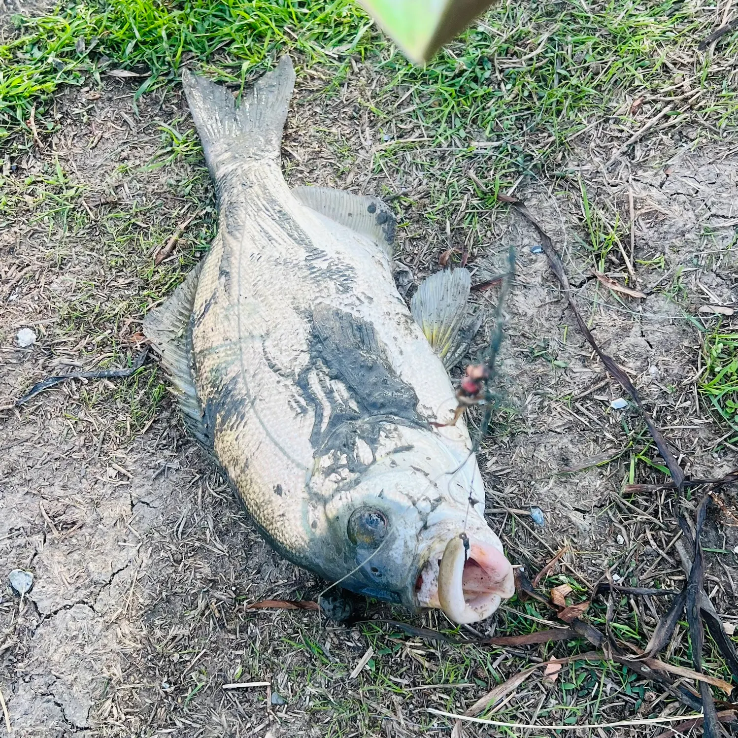 The most recent Rubberlip seaperch catches on Fishbrain