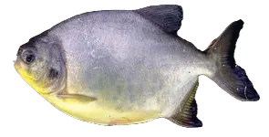 Small-scaled pacu