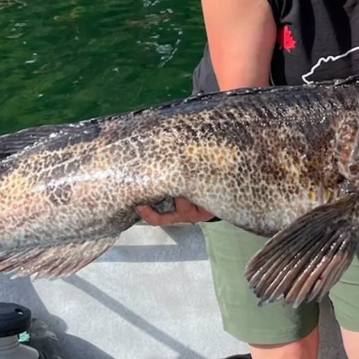 The most recent Lingcod catches on Fishbrain