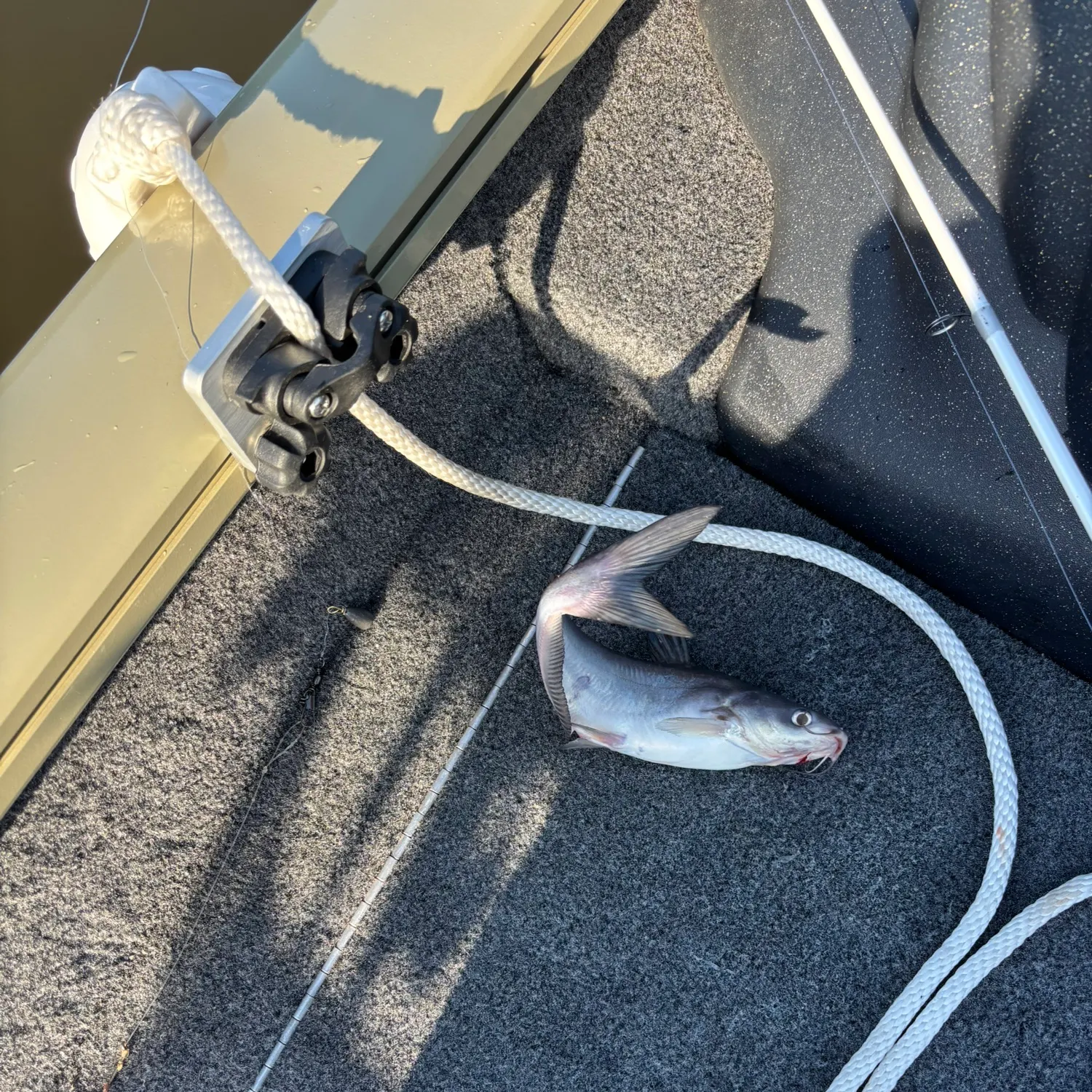 Blue catfish caught on Fishbrain