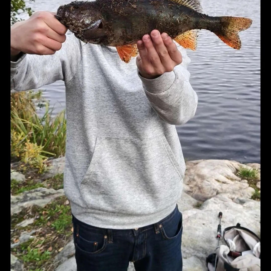 European perch caught on Fishbrain