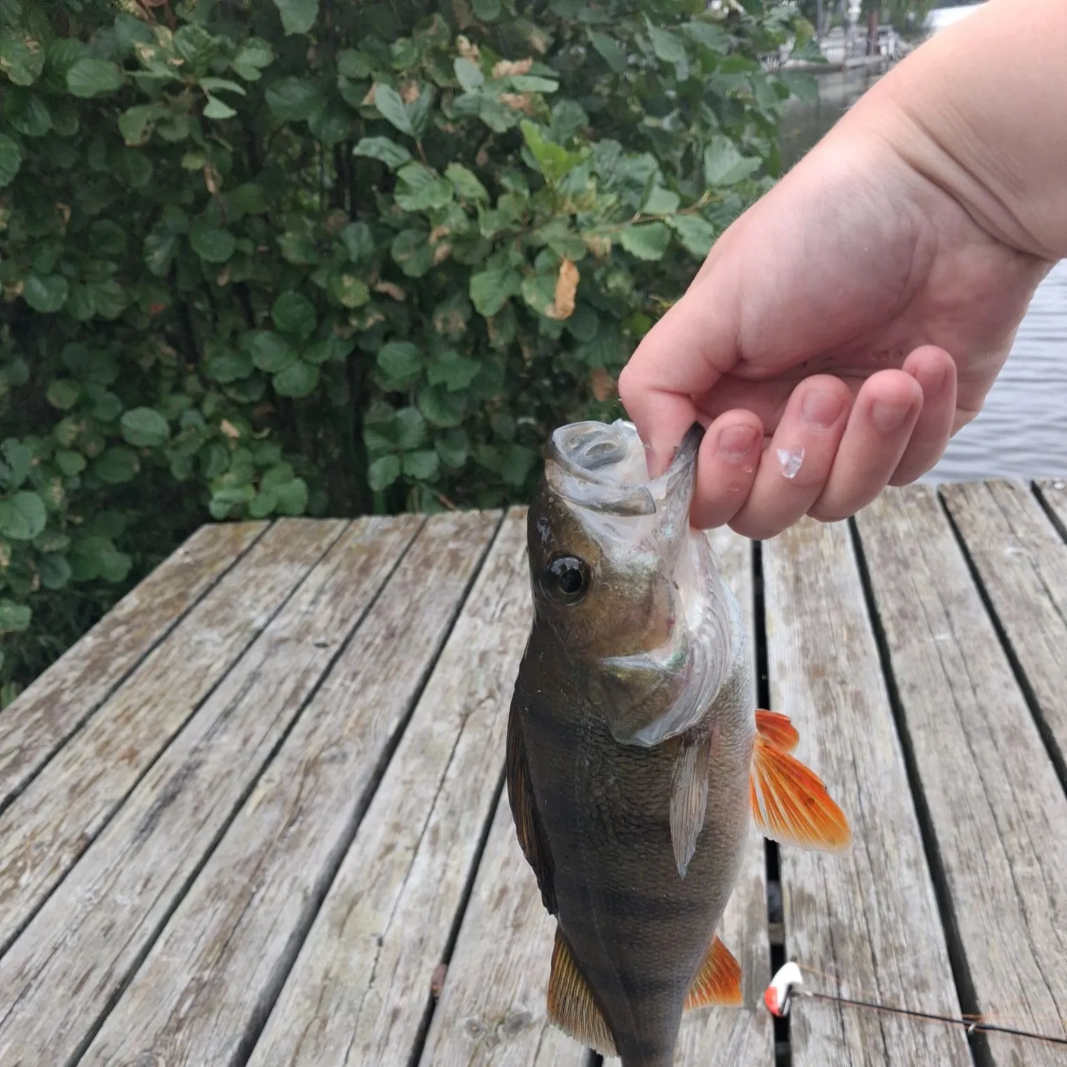 European perch caught on Fishbrain