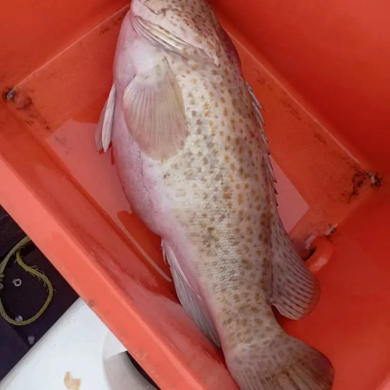 Orange-spotted grouper caught on Fishbrain