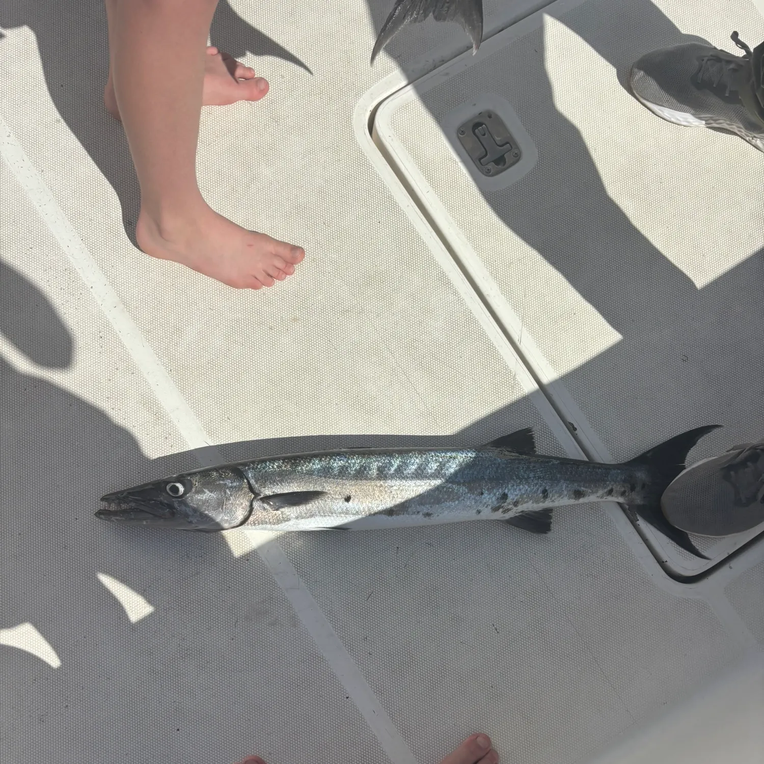 The most recent Great barracuda catches on Fishbrain