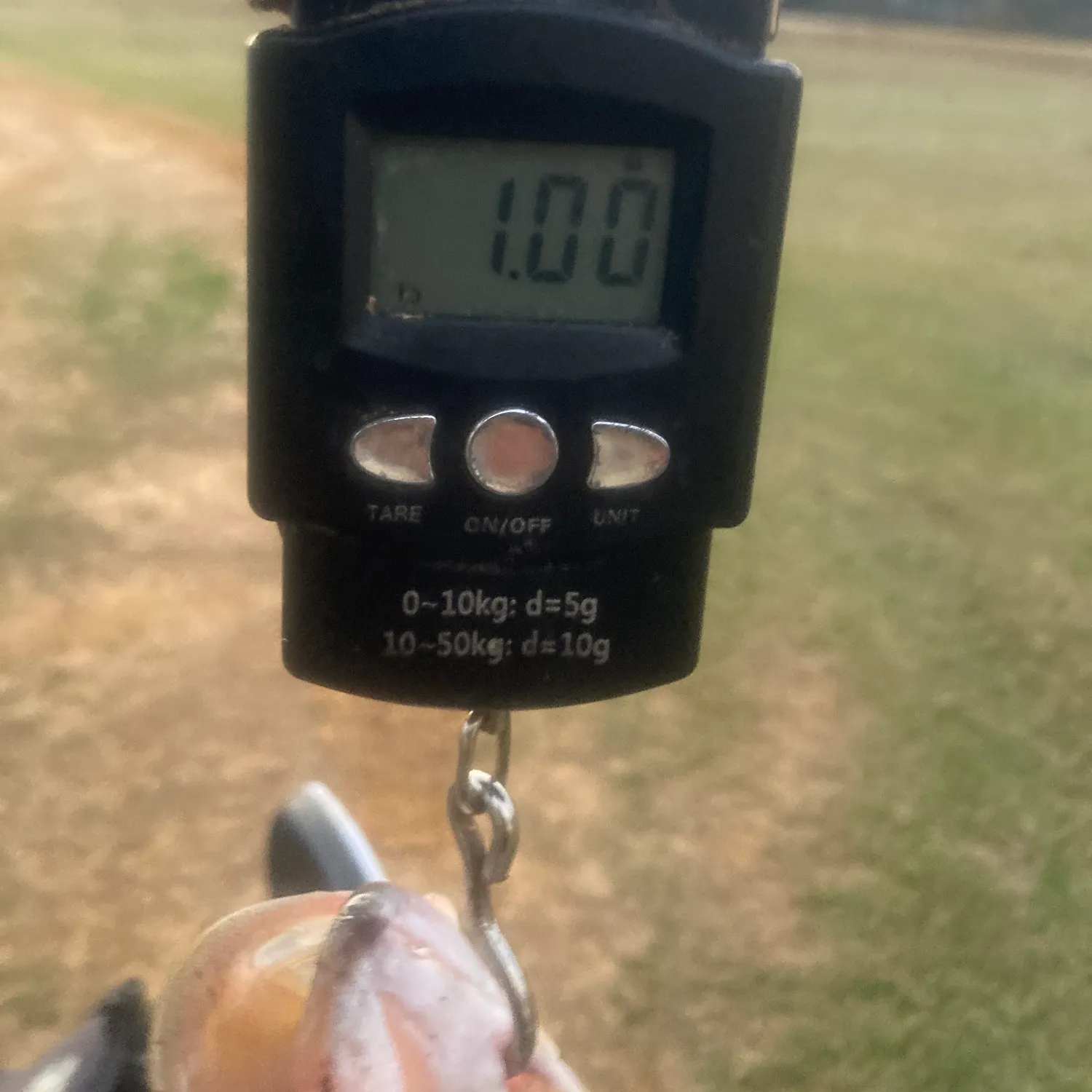 The most recent Largemouth bass catches on Fishbrain