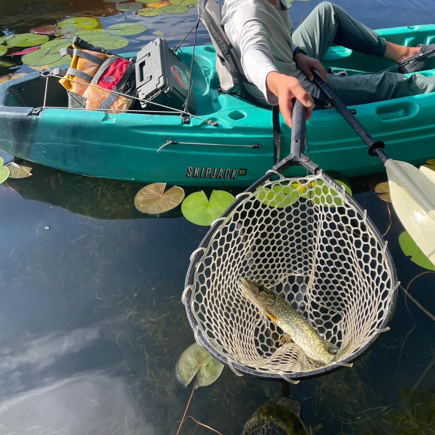 Chain pickerel caught on Fishbrain