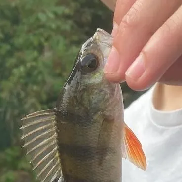 European perch caught on Fishbrain