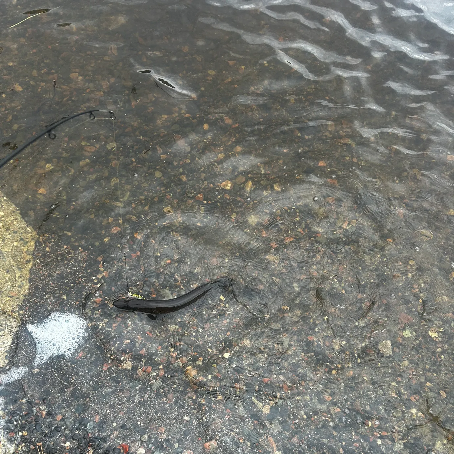 Northern pike caught on Fishbrain