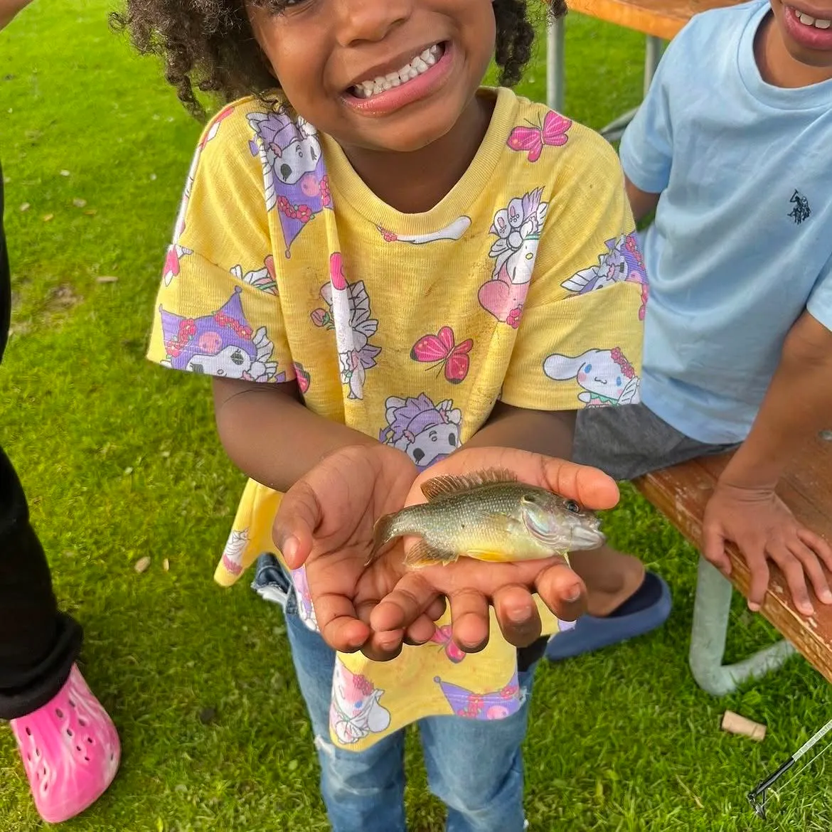 Green sunfish caught on Fishbrain