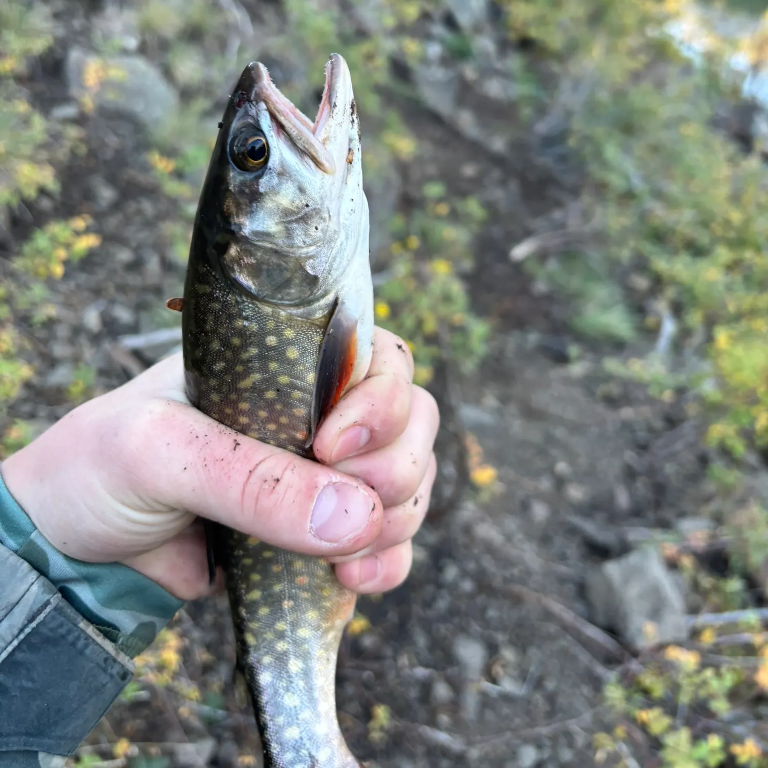 The most recent Splake catches on Fishbrain