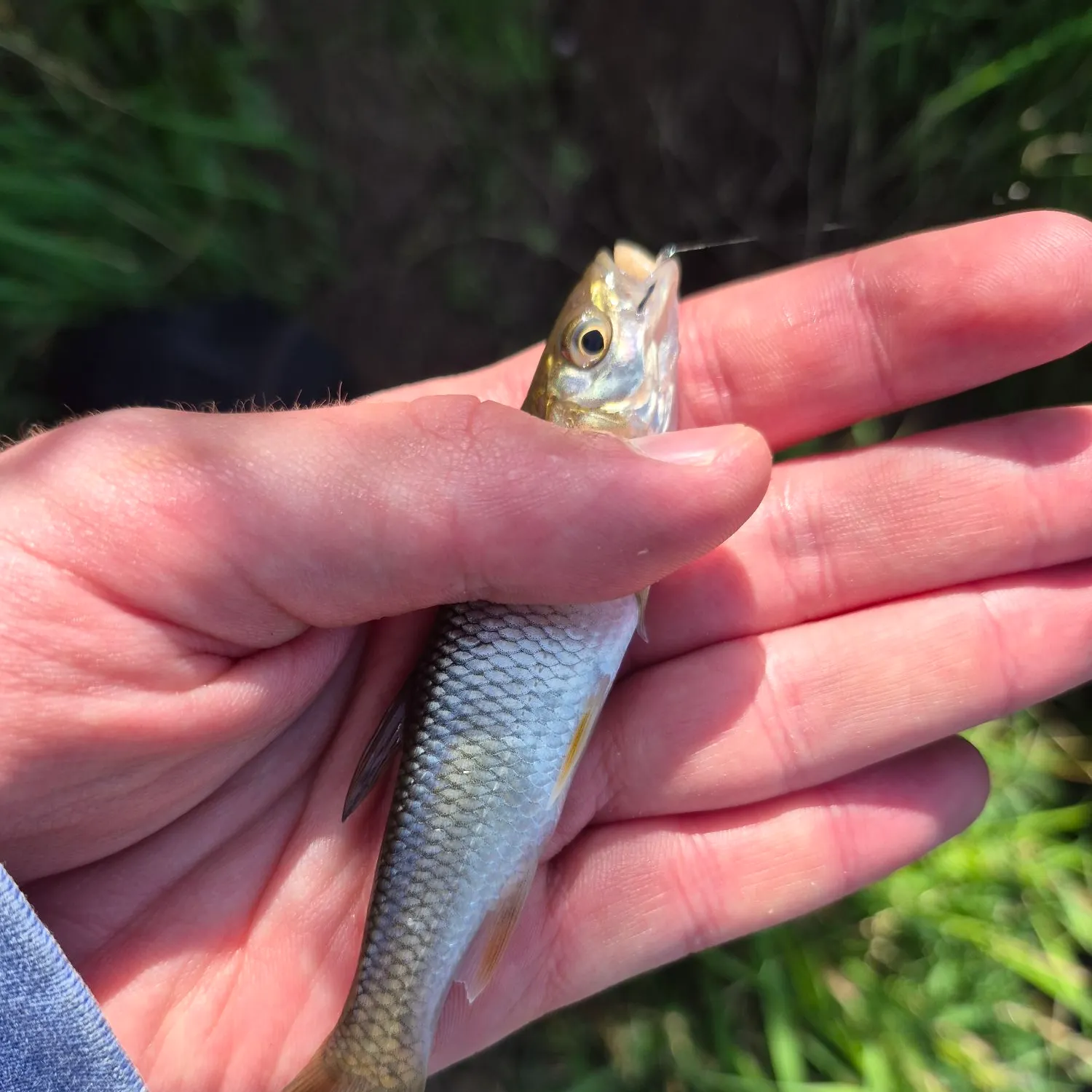 European chub caught on Fishbrain