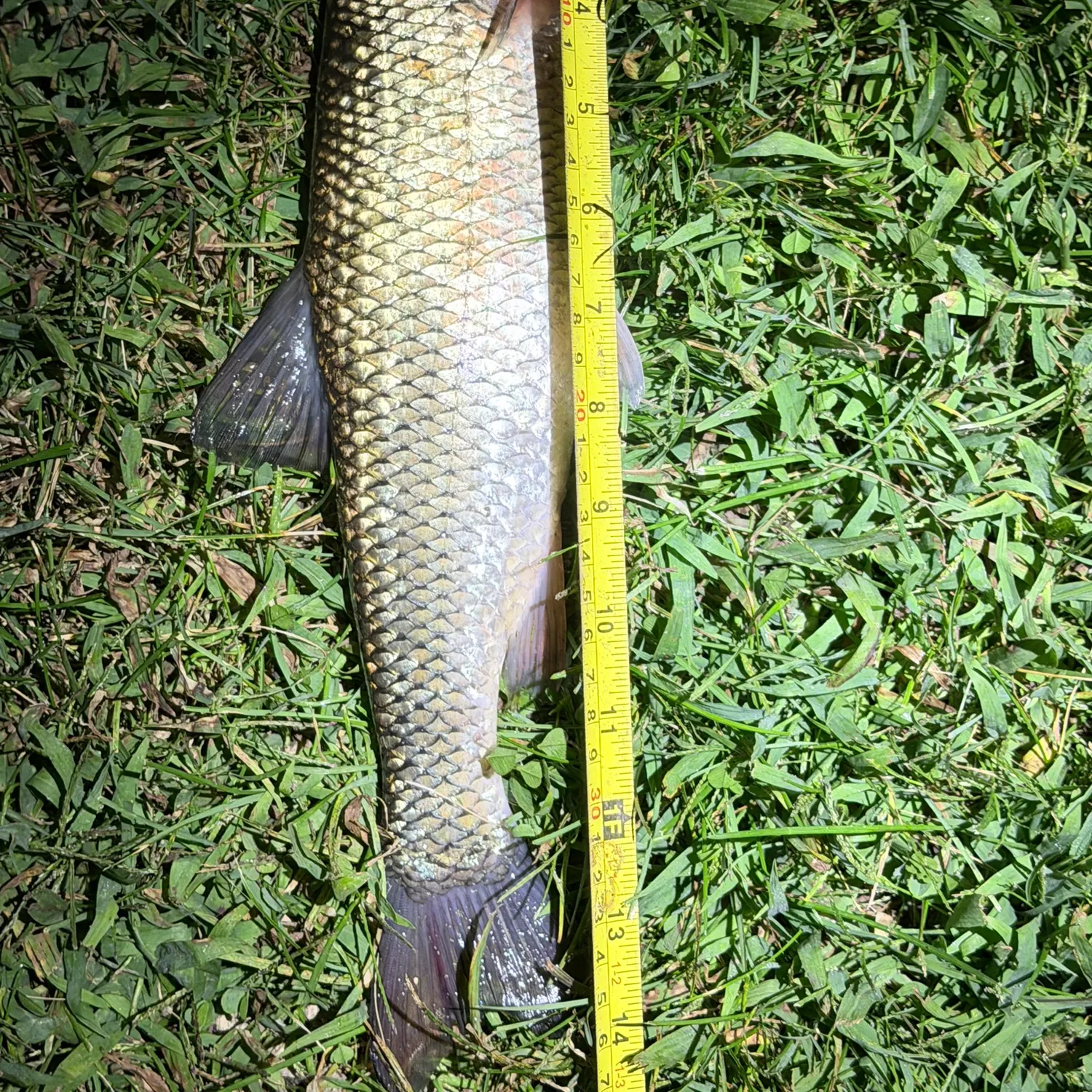 Fallfish caught on Fishbrain