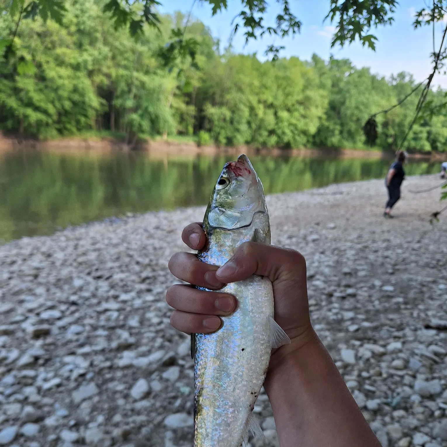 most liked catch image
