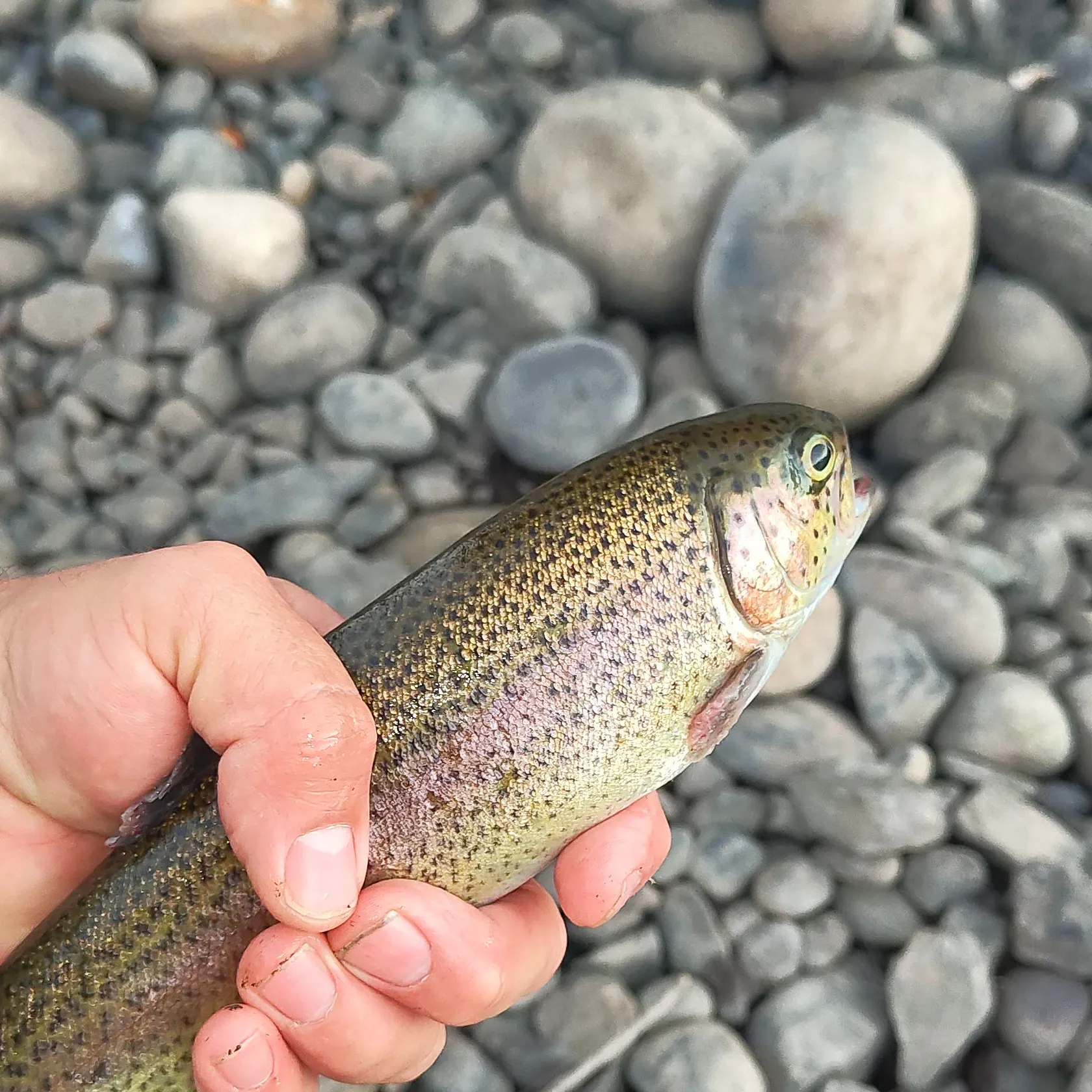 Rainbow trout caught on Fishbrain