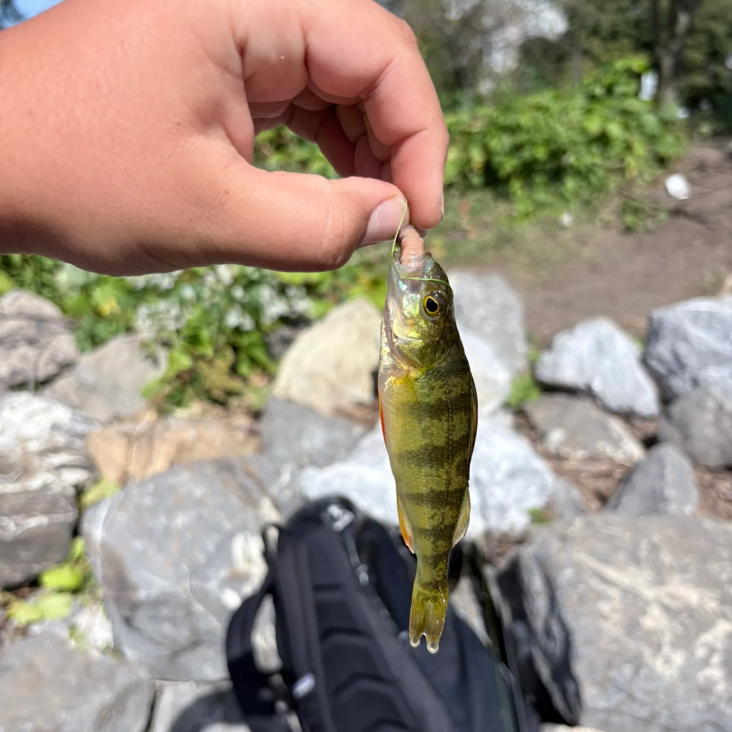 Yellow perch caught on Fishbrain