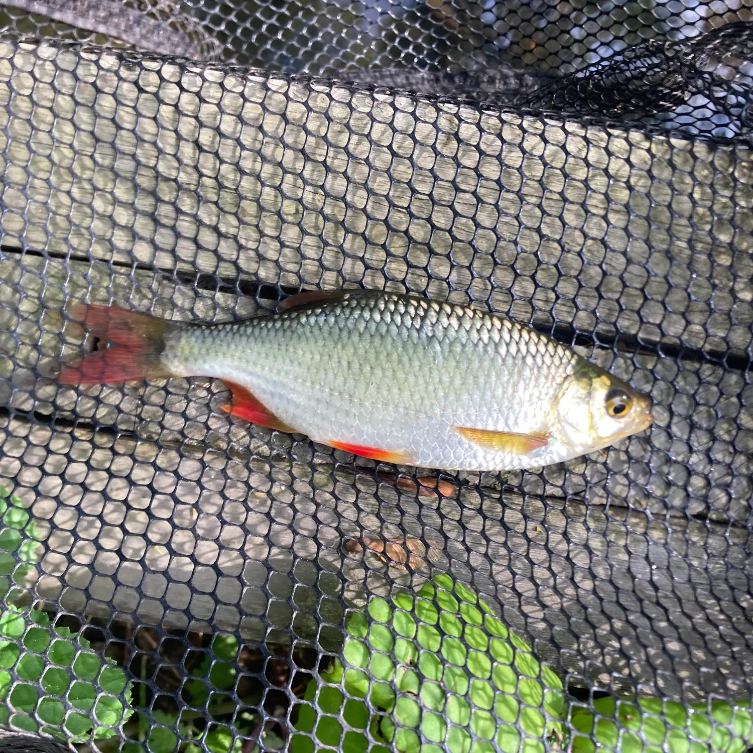 Common rudd caught on Fishbrain