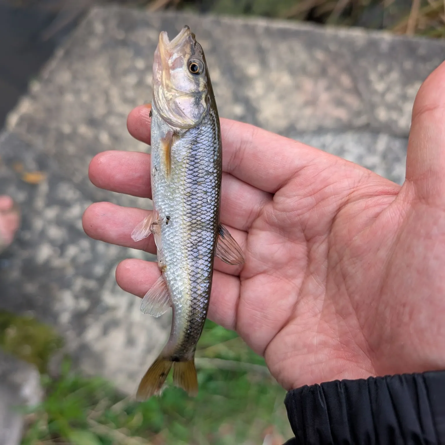 Creek chub caught on Fishbrain