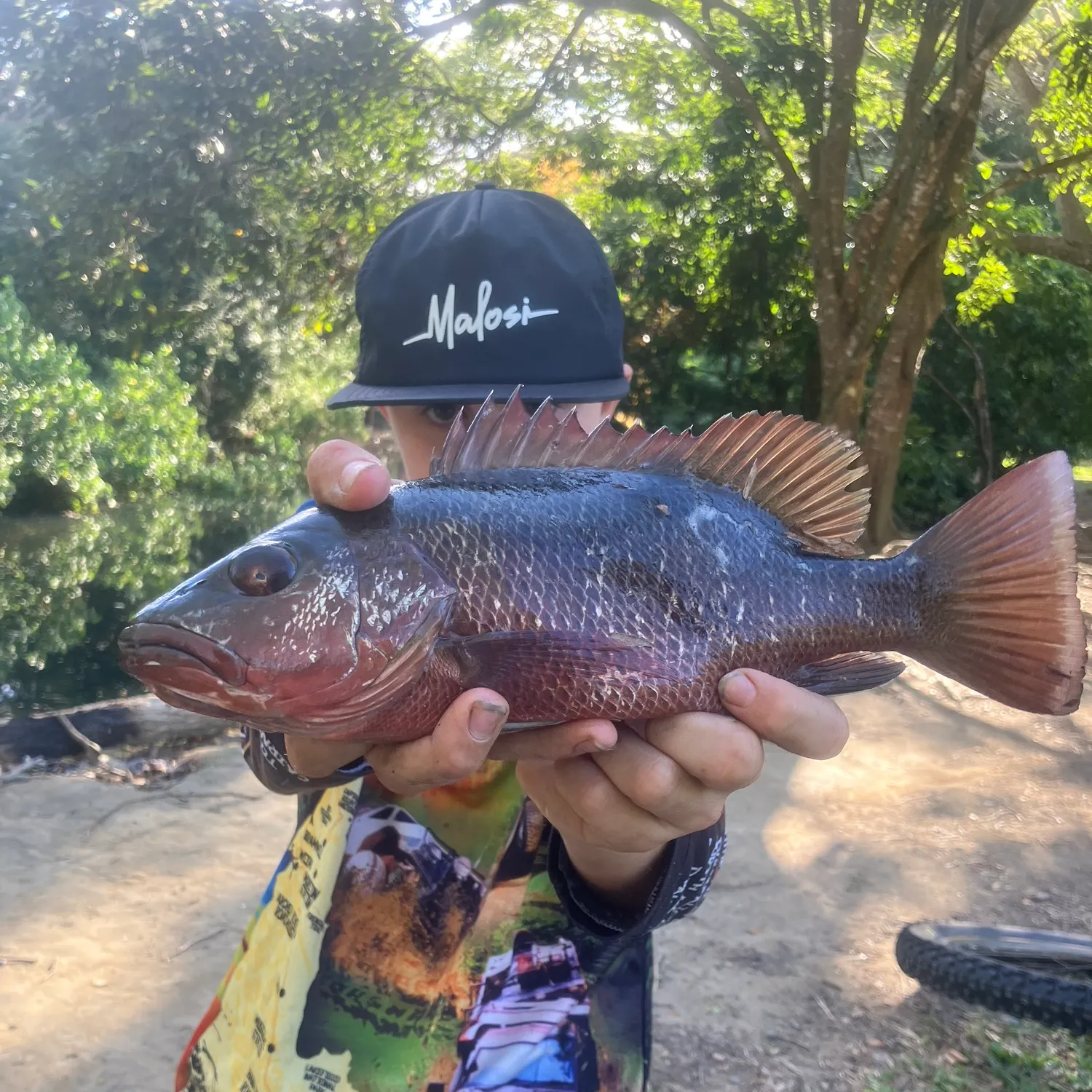 Mangrove red snapper caught on Fishbrain