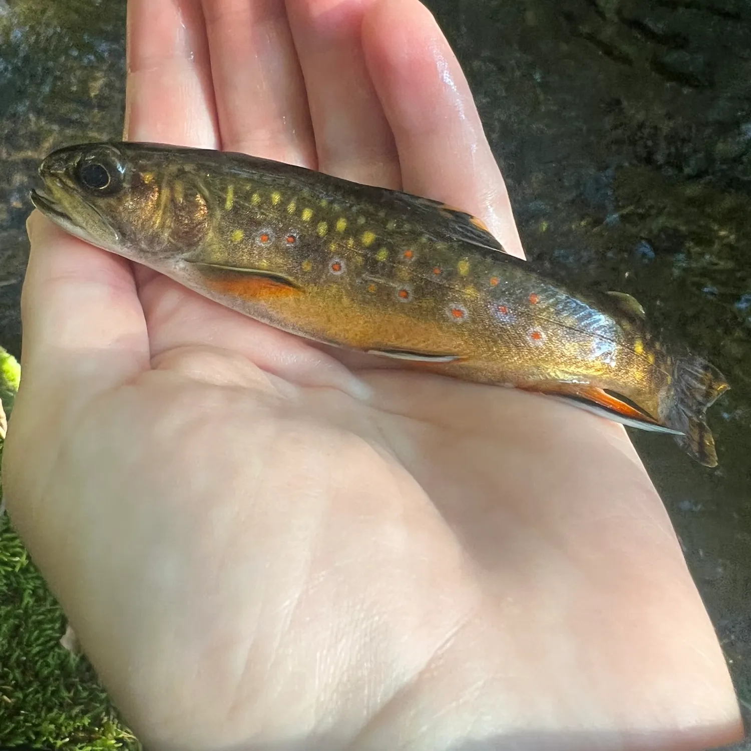 Brook trout caught on Fishbrain